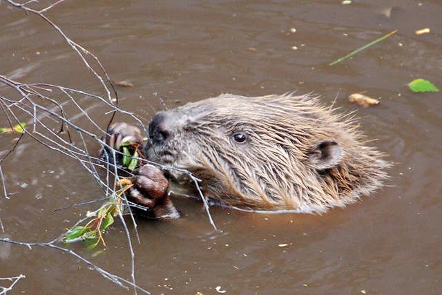 17870-a-beaver-swimming-pv