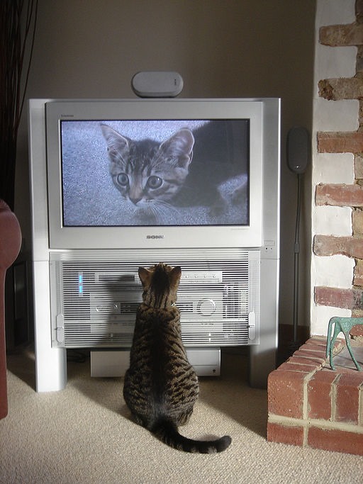 Fatty_watching_himself_on_TV